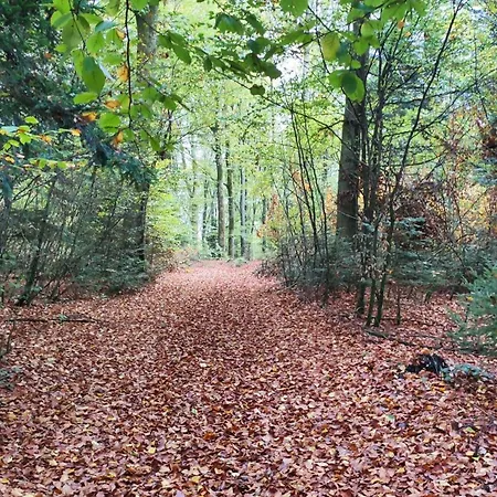 Spacieux Duplex Confort A 200m Des Thermes De Dans Les Vosges *